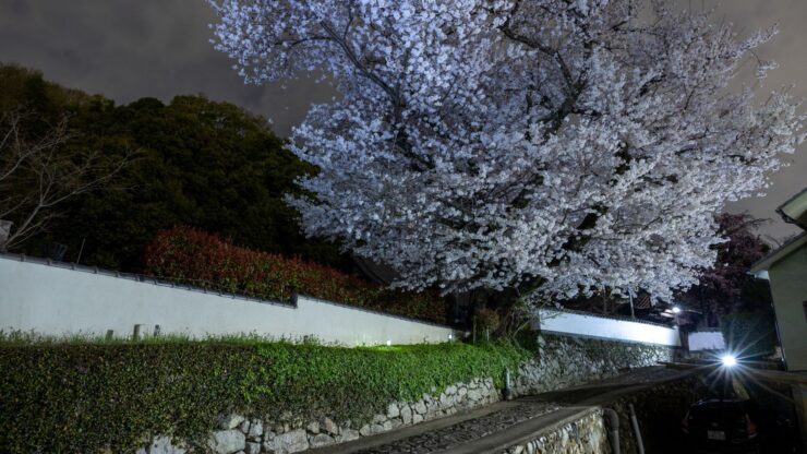 吉祥寺夜桜
